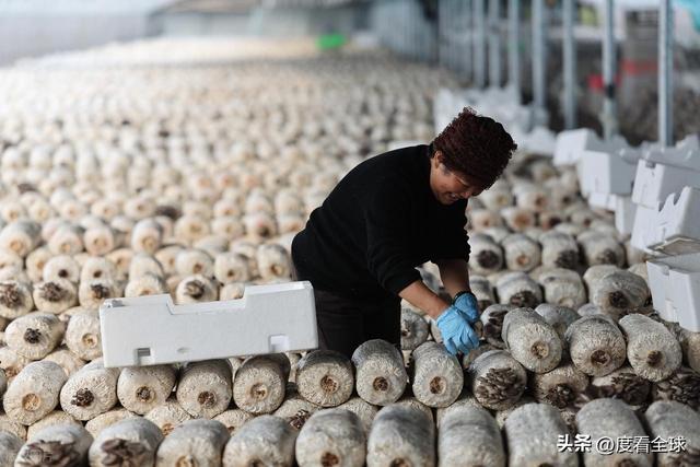 米乐M6平台:从无人敢试到远销京沪!五莲这个村靠平菇冬天也能赚得盆满钵满(图4)