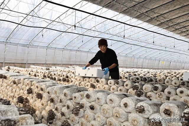 米乐M6平台:从无人敢试到远销京沪!五莲这个村靠平菇冬天也能赚得盆满钵满(图8)