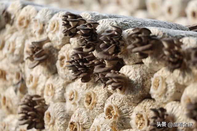 米乐M6平台:从无人敢试到远销京沪!五莲这个村靠平菇冬天也能赚得盆满钵满(图9)