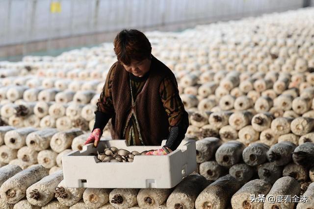 米乐M6平台:从无人敢试到远销京沪!五莲这个村靠平菇冬天也能赚得盆满钵满(图10)