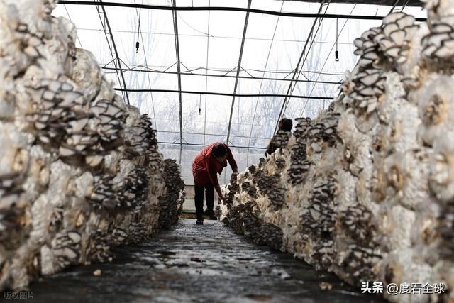 米乐M6平台:从无人敢试到远销京沪!五莲这个村靠平菇冬天也能赚得盆满钵满(图13)