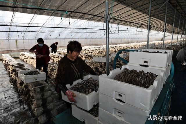 米乐M6平台:从无人敢试到远销京沪!五莲这个村靠平菇冬天也能赚得盆满钵满(图12)