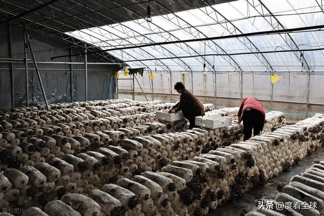 米乐M6平台:从无人敢试到远销京沪!五莲这个村靠平菇冬天也能赚得盆满钵满(图11)