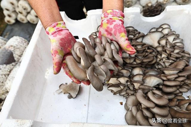 米乐M6平台:从无人敢试到远销京沪!五莲这个村靠平菇冬天也能赚得盆满钵满(图15)