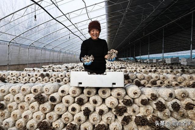 米乐M6平台:从无人敢试到远销京沪!五莲这个村靠平菇冬天也能赚得盆满钵满(图14)