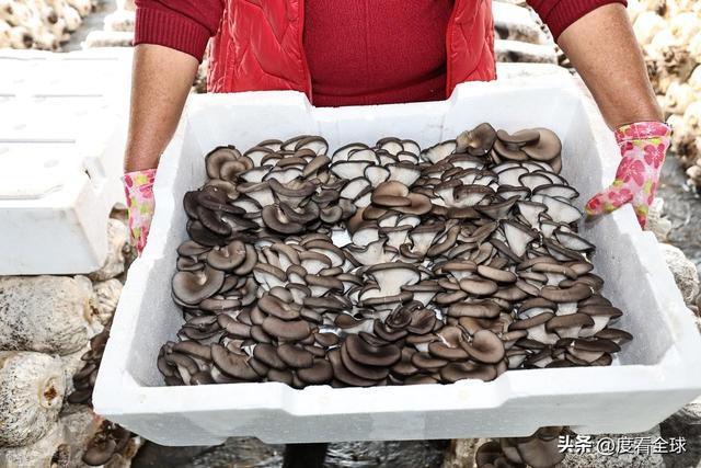 米乐M6平台:从无人敢试到远销京沪!五莲这个村靠平菇冬天也能赚得盆满钵满(图16)