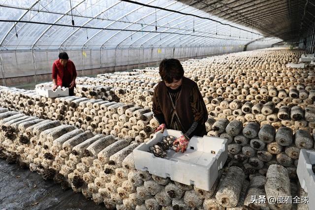 米乐M6平台:从无人敢试到远销京沪!五莲这个村靠平菇冬天也能赚得盆满钵满(图18)