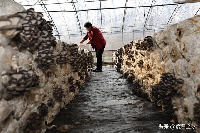 米乐M6平台:从无人敢试到远销京沪!五莲这个村靠平菇冬天也能赚得盆满钵满(图17)