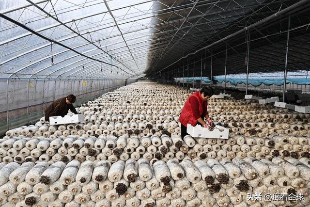 米乐M6平台:从无人敢试到远销京沪!五莲这个村靠平菇冬天也能赚得盆满钵满(图19)