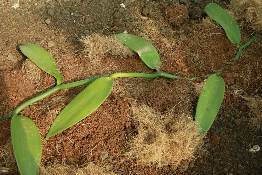 贵州省首个香荚兰设施种植基地落户修文县程官村(图2)