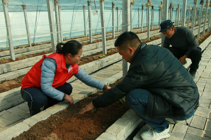 贵州省首个香荚兰设施种植基地落户修文县程官村(图1)