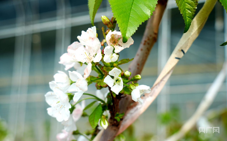 高质量发展“新”速度丨冬日樱桃花开智慧农业孕育乡村振兴“早春果”(图1)