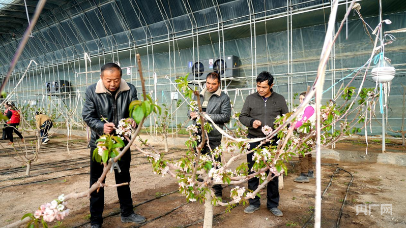 高质量发展“新”速度丨冬日樱桃花开智慧农业孕育乡村振兴“早春果”(图2)