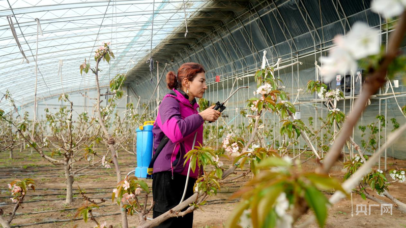 高质量发展“新”速度丨冬日樱桃花开智慧农业孕育乡村振兴“早春果”(图3)