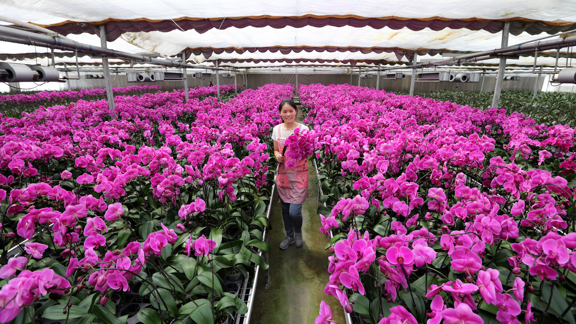 米乐M6网页版:江苏淮阴:科技赋能年宵花一朵兰花富一方(图1)