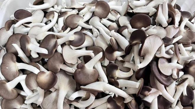 智能方舱孕育“恒温鲜菇”密云智慧农业拓宽增收渠道(图2)