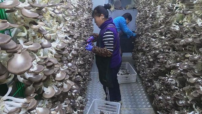 智能方舱孕育“恒温鲜菇”密云智慧农业拓宽增收渠道(图1)
