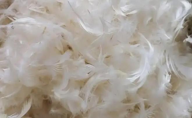 羽绒类检测羽绒羽毛检测报告标准羽毛测试报告(图3)