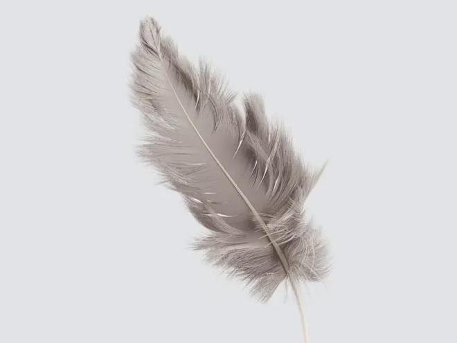 羽绒类检测羽绒羽毛检测报告标准羽毛测试报告(图1)