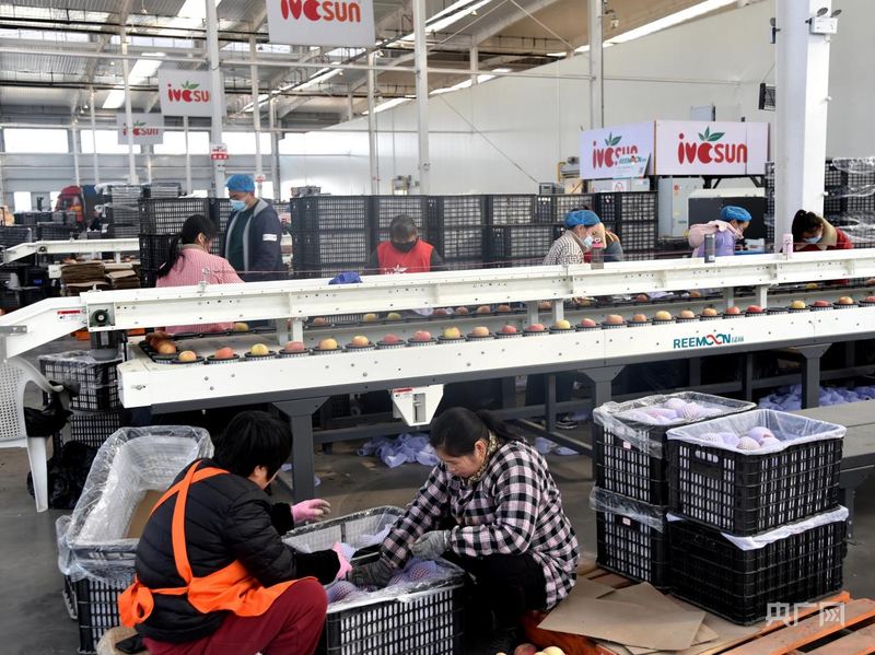 安徽砀山：冷链物流强产业水果“链”接国内外(图1)