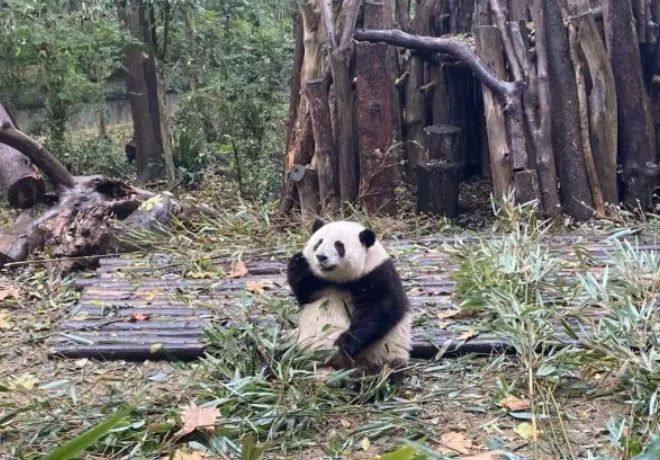 米乐M6平台：2026成都大熊猫基地旅游全攻略（门票+地址+交通）(图1)