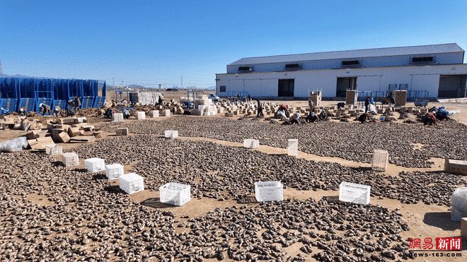 从“土炕催芽”到“恒温育苗”秦皇岛抚宁生姜产业提质升级(图1)