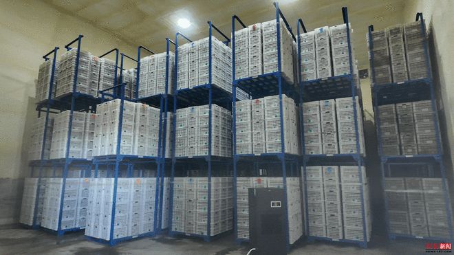 从“土炕催芽”到“恒温育苗”秦皇岛抚宁生姜产业提质升级(图2)