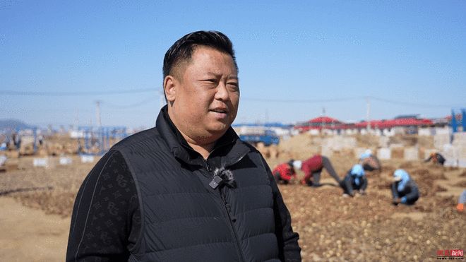 从“土炕催芽”到“恒温育苗”秦皇岛抚宁生姜产业提质升级(图4)