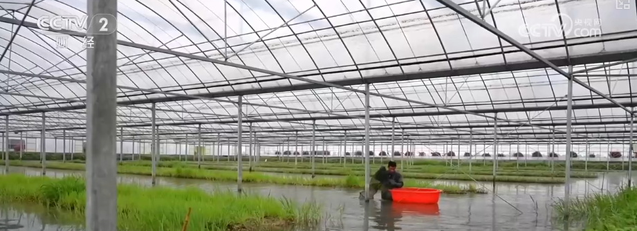 米乐M6网页版：智慧养殖抢“鲜”机新农人的“科技养殖”大有门道(图1)